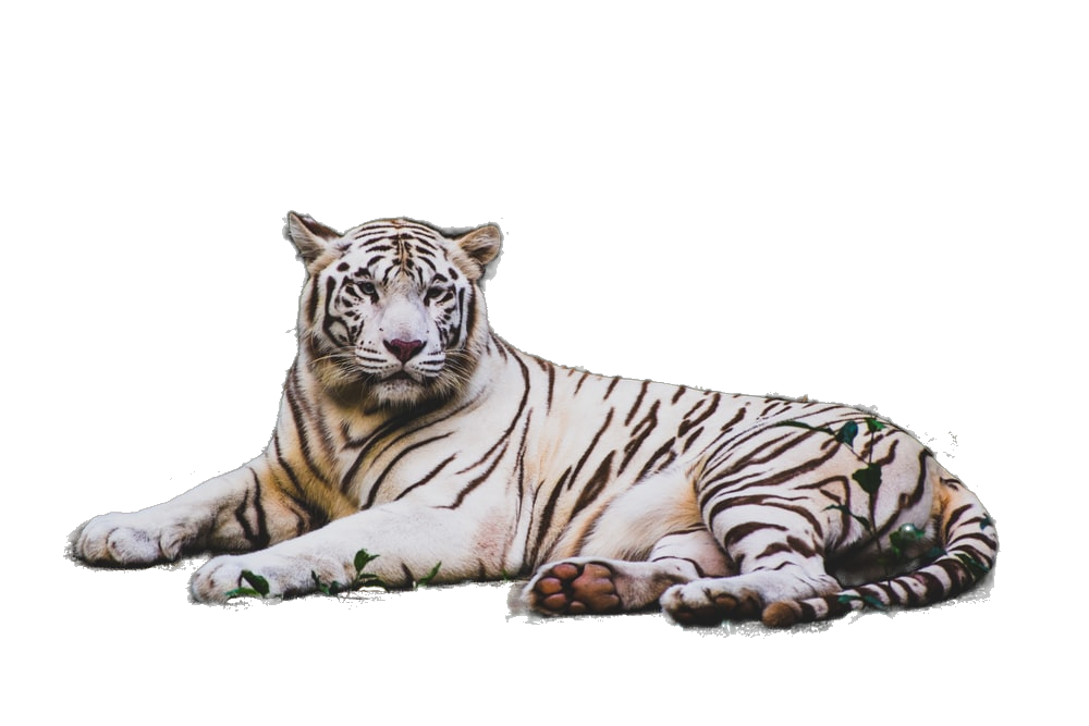 AI Background Remover original media 1