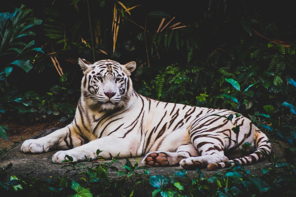 AI Background Remover original media 2